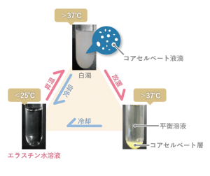 本物のエラスチンの見極め方 < 【公式】ACTLAND 高純度エラスチン -季